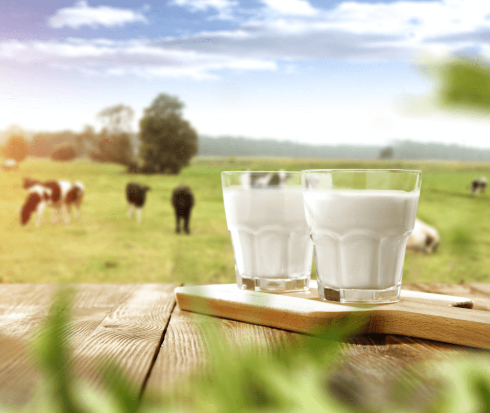O leite tipo A2 Ã© uma novidade no mercado. Entenda o que a ciÃªncia diz sobre este alimento e quais sÃ£o suas vantagens